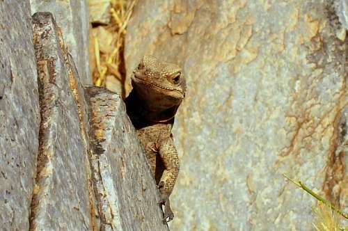 escondido Lagarto