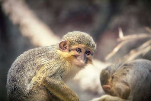 Macaque
