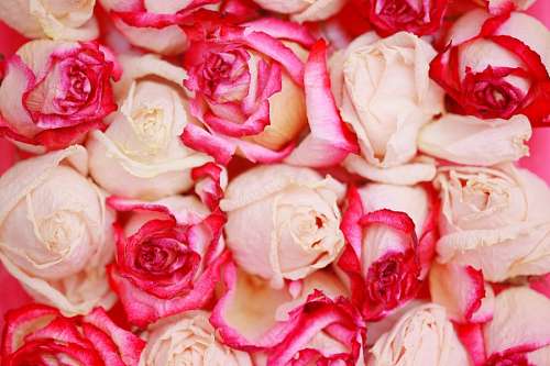 Rosas brancas e vermelhas