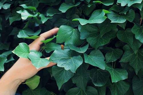 pessoas serenas Mulher, tocar, plantas