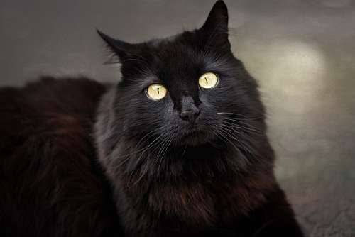 bruxaria Gato preto