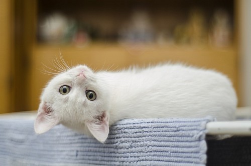 gatinho gato de bebe Gato branco de cabeça para baixo