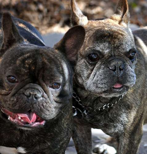 bulldog frances bulldog francez