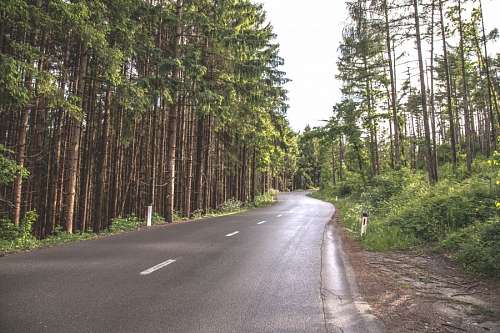 asfalto Estrada na floresta