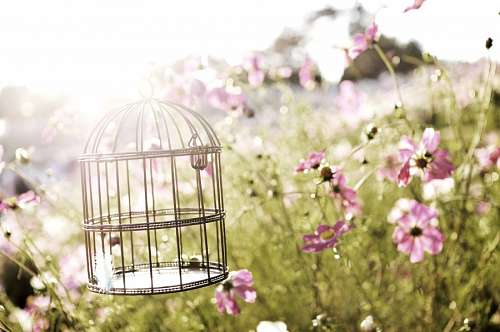 Fundo de primavera com gaiola