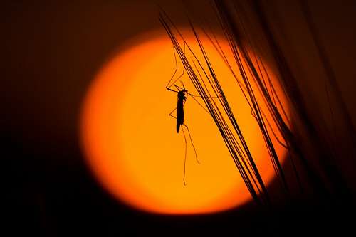 Mosquito
