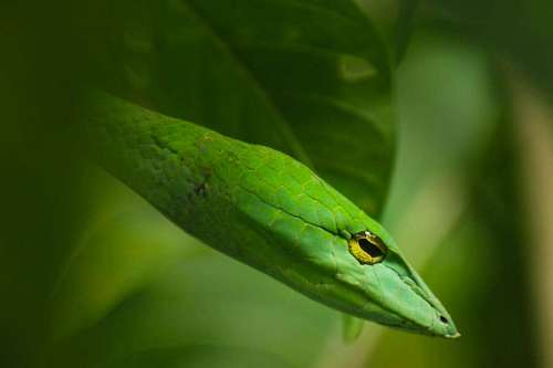 cobra Cobra verde