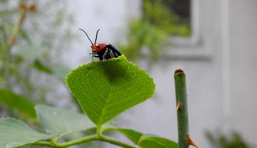 rojo Bug cabeça vermelha