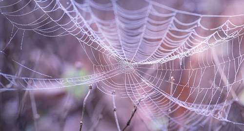 teia de aranha 