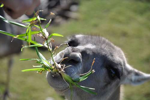 jardim zoologico Guanaco