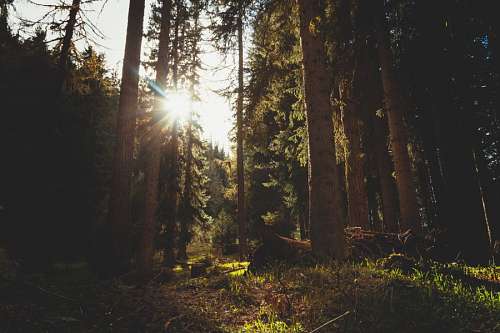 Forest