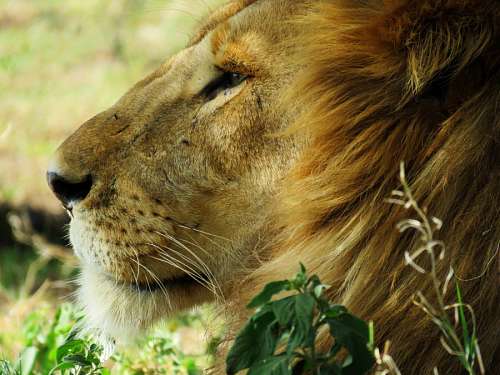 cacador Leon