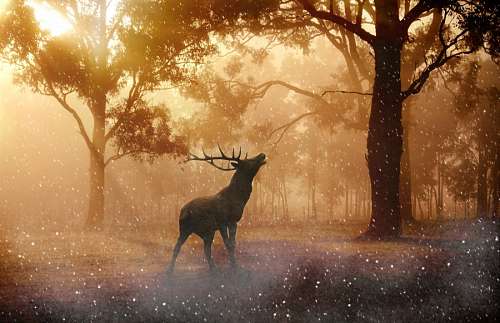 alce Bosque encantado