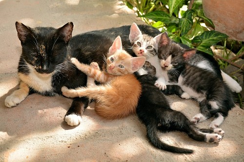 filhote de gato Mãe gato com seus filhotes