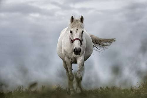 Cavalo branco na frente