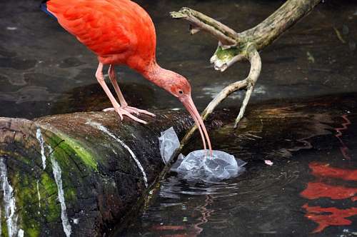 Poluição De Aves