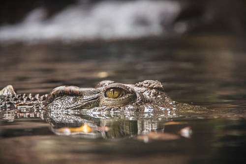 Crocodilo