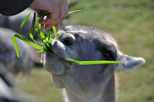 jardim zoologico Guanaco
