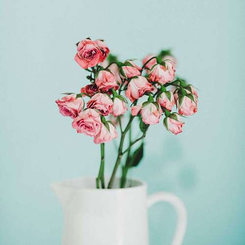 Flores cor de rosa