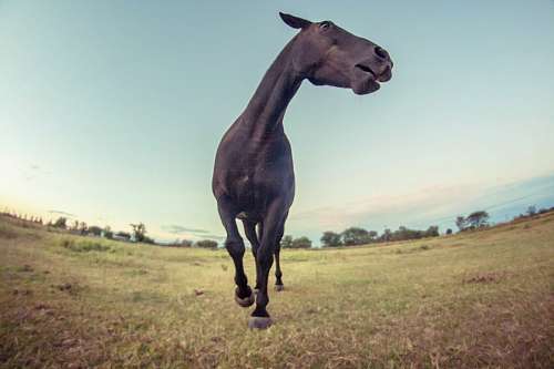 miguel Horse