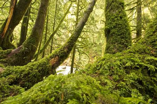 musgo Selva