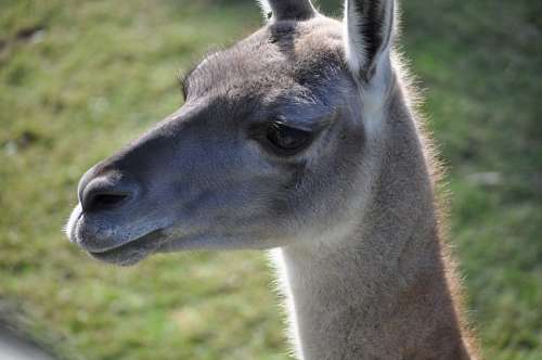 jardim zoologico Guanaco