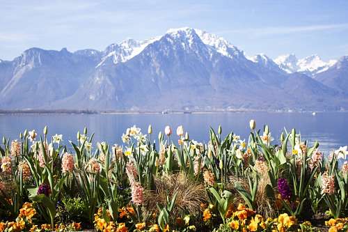 alpes Montreux, Suíça