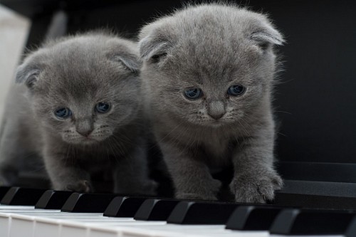 cinzento Gatinhos cinzentos no piano
