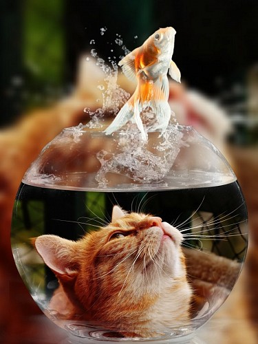 Gatinho impertinente assistindo o peixe saltar de seu aquário