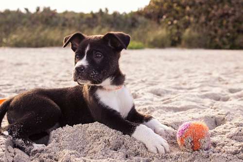 atividades de praia Filhote de cachorro na praia