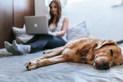 mulher usa seu laptop enquanto ela e seu cachorro estão na cama