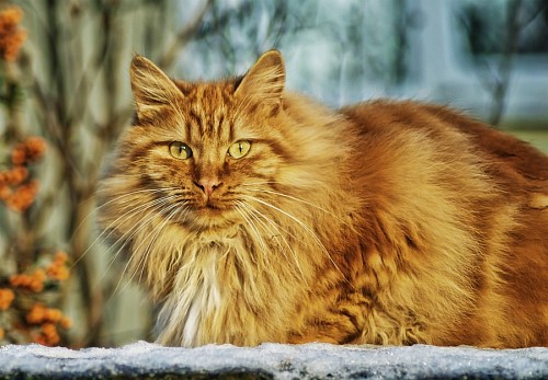 gatinho gato de bebe Wildcat na neve