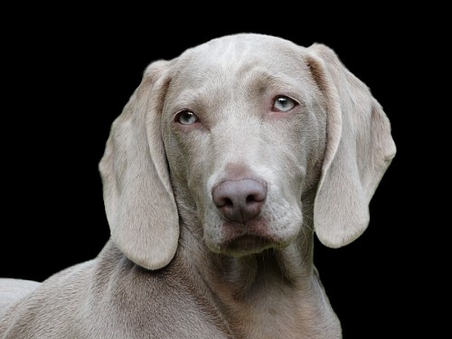 puro sangue Close-up do cão Weimaraner