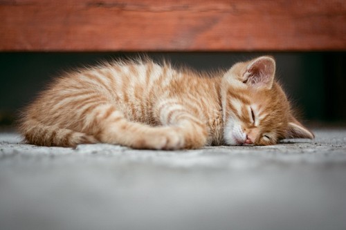 Bebê gatinho descansando no chão