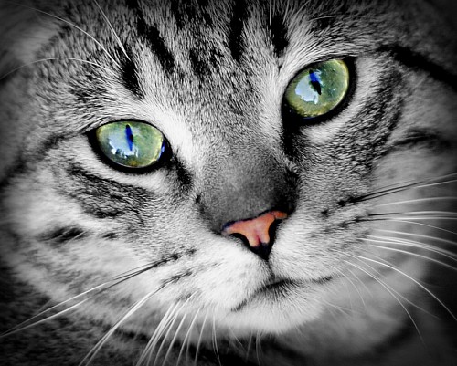 Olhar felino verde profundo para papel de parede