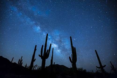 noche Cacto à noite