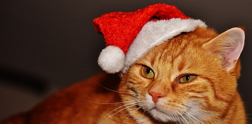 Perfil de gato com traje de Natal