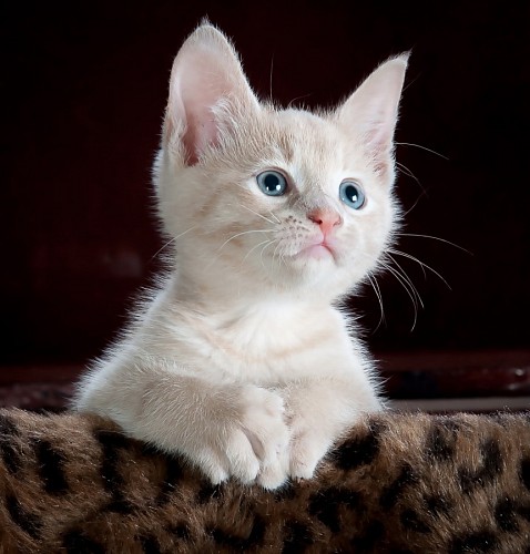 gatinho gato de bebe Gatinho siamese pequeno no animal print blanket