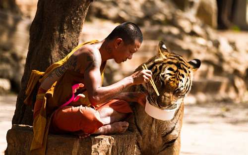 monges Tigre