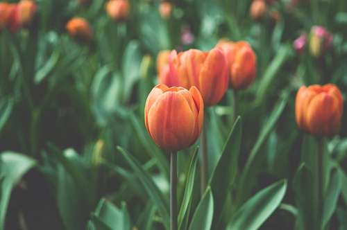 Tulipas