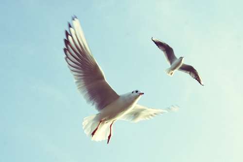dois animais Gaivotas