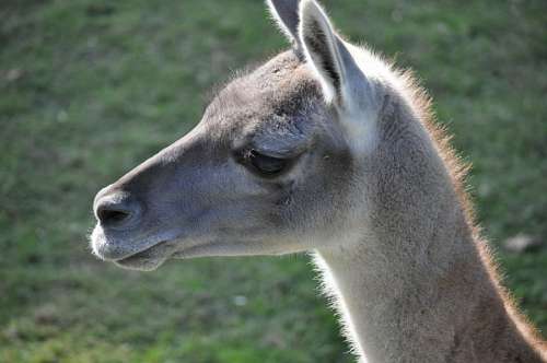 jardim zoologico Guanaco
