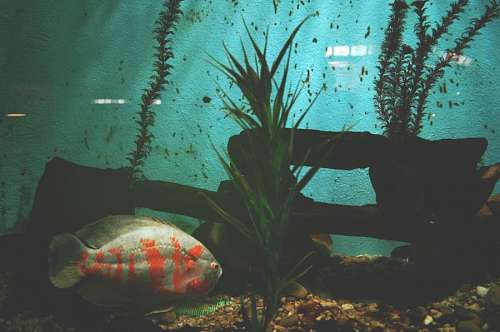 tanque Tanque de peixes