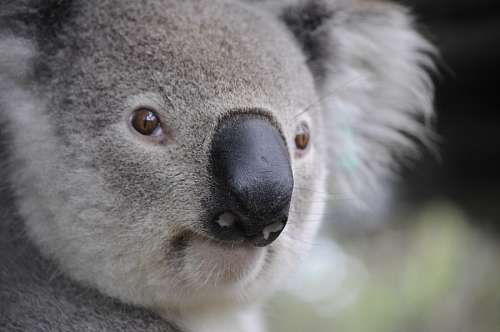 Coala