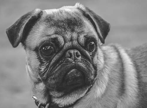 pug preto e branco cao Pug Carlino