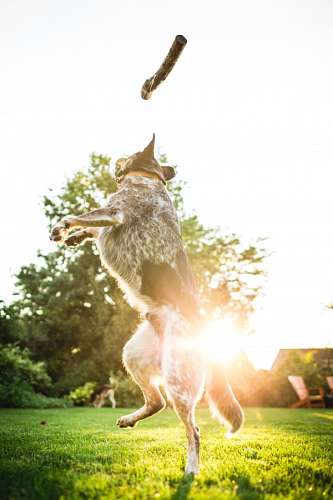Cão de salto