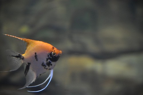especies exoticas Peixinho no aquário