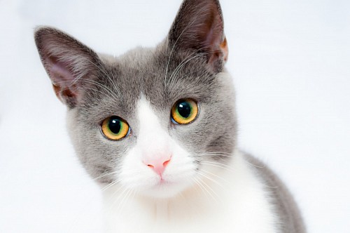 Close-up doce gatinho no fundo branco
