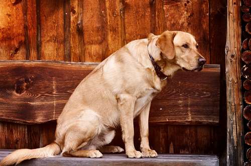 retriever Labrador retriever