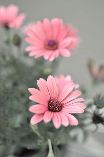 Osteospermum roxo